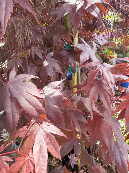 Japanese Maple Bloodgood 8' spade dug