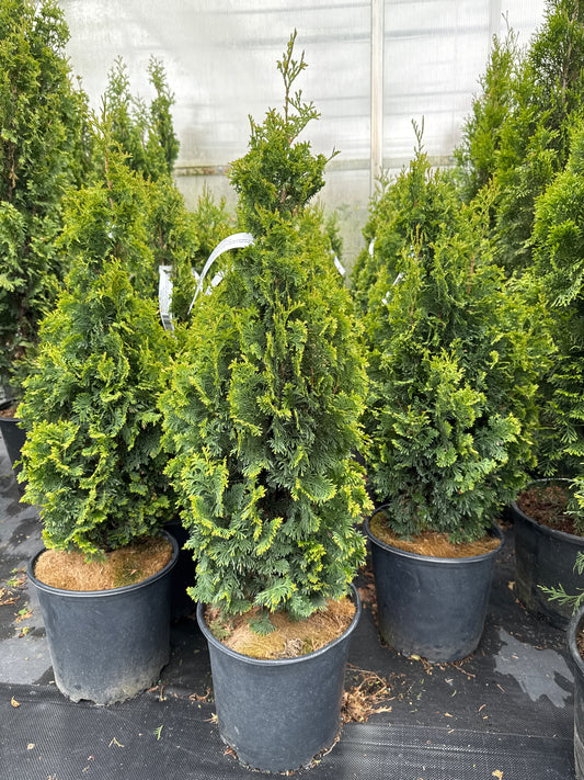 Degroot’s Spire Cedar 3gal 2’