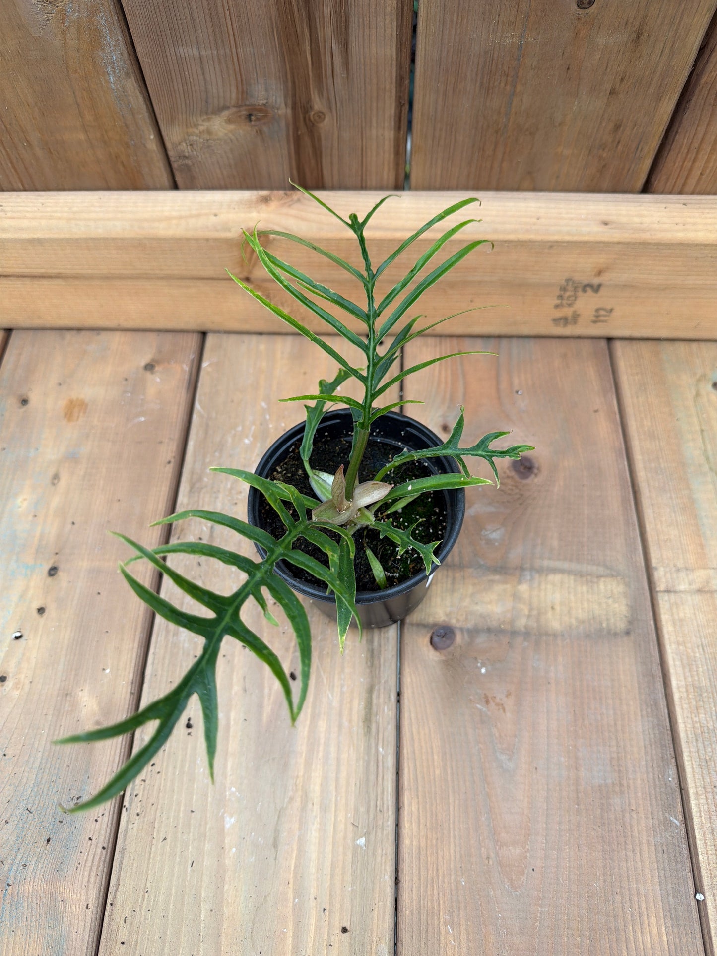 4" Philodendron Tortum