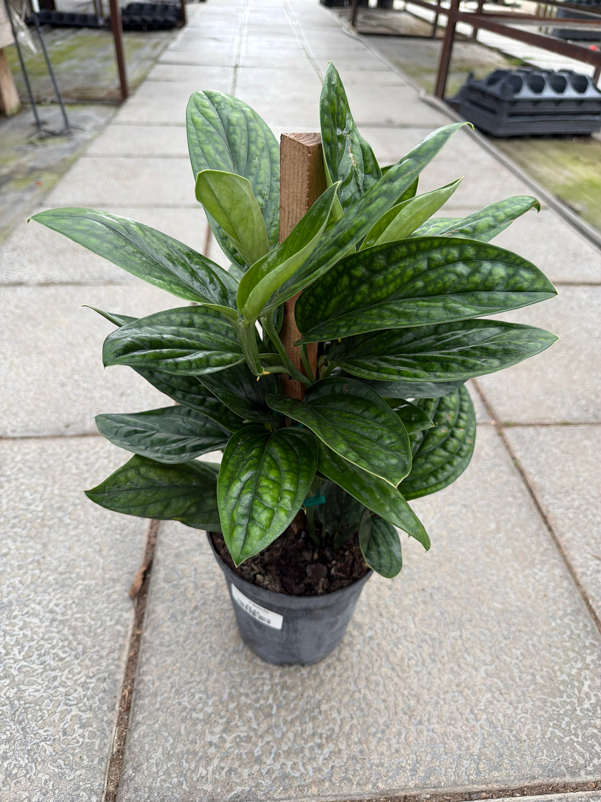 6" Monstera Peru
