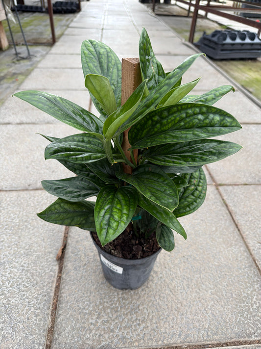 6" Monstera Peru