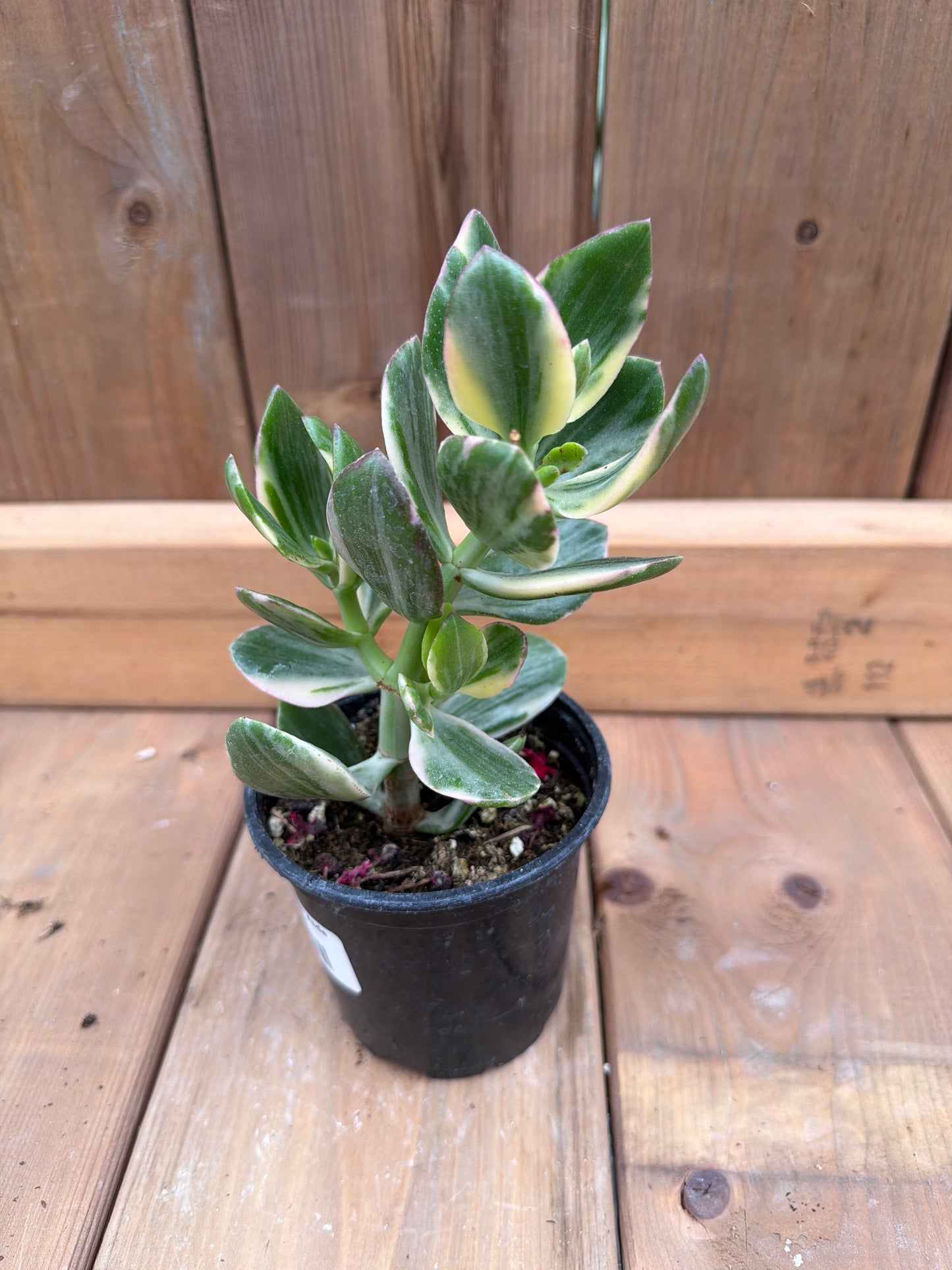 4" Variegated Jade