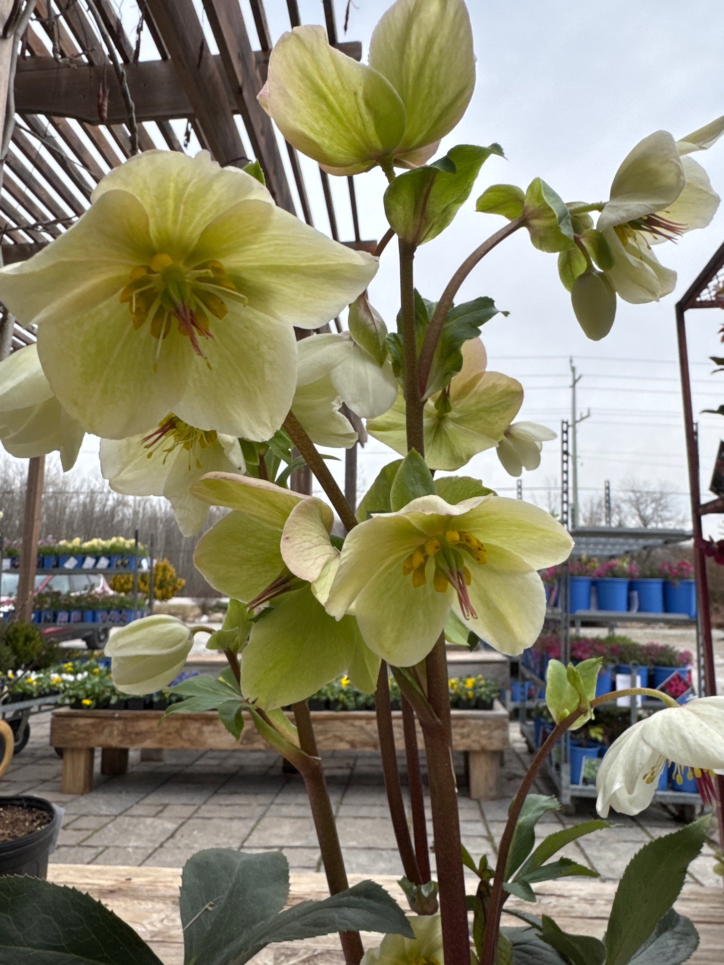 Helleborus HGC ICE N’ ROSES WHITE