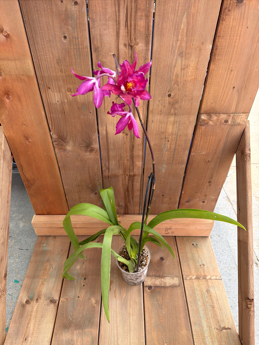 4.5" Oncidium 'Enzan Fantasy'