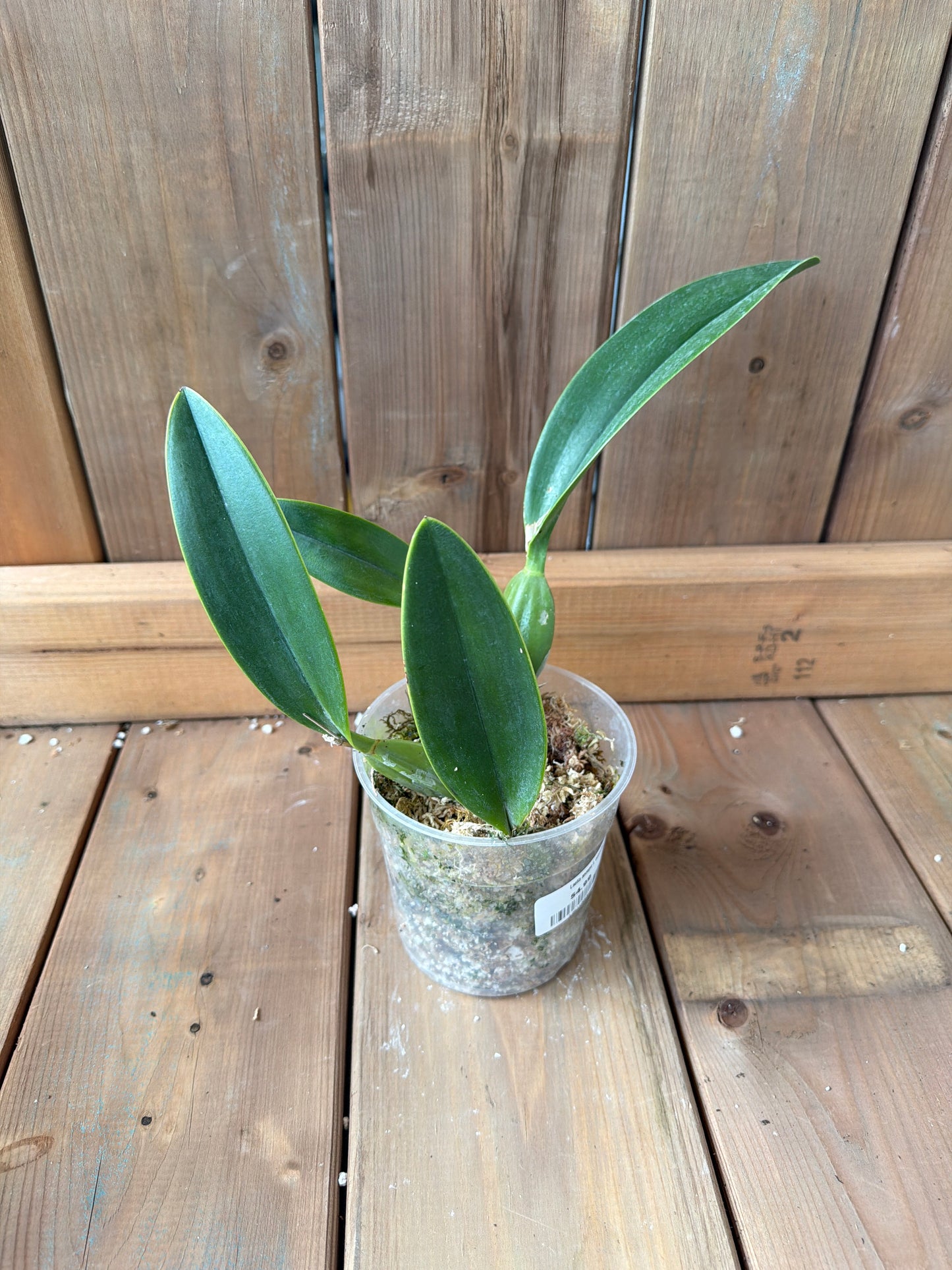 4.5" Laelia anceps f. coerulea
