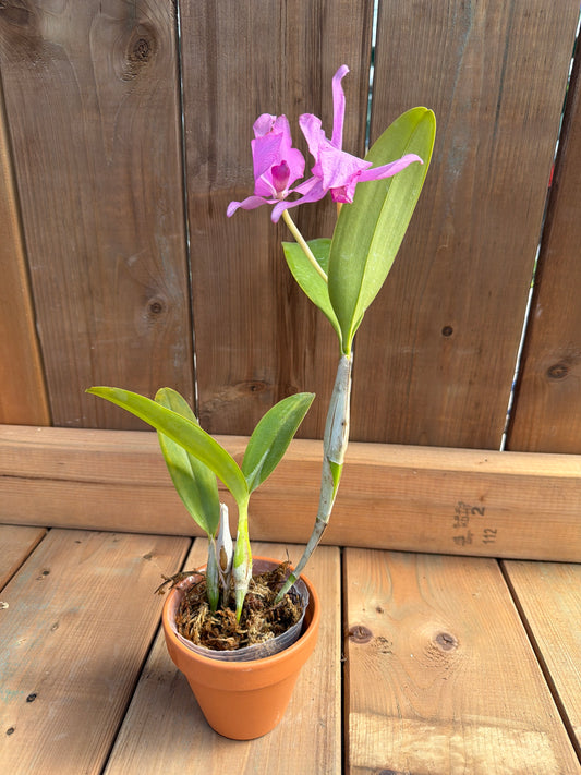 3" Guarianthe x guatemalensis