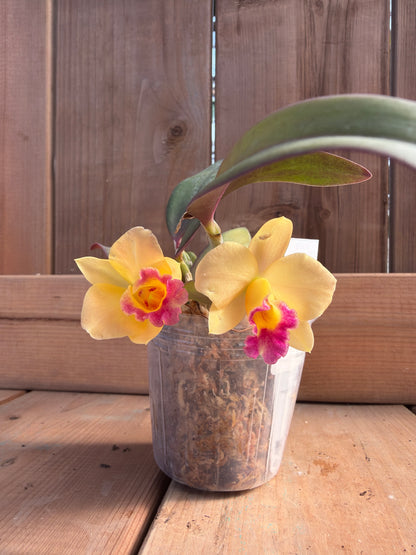 3" Catt. Itsy Bitsy 'Diamond Orchids'