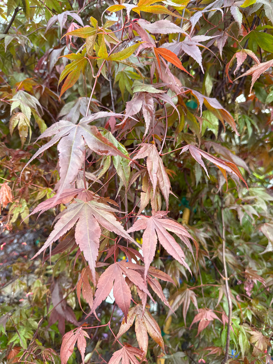 BLOODGOOD JAPANESE MAPLE 7G
