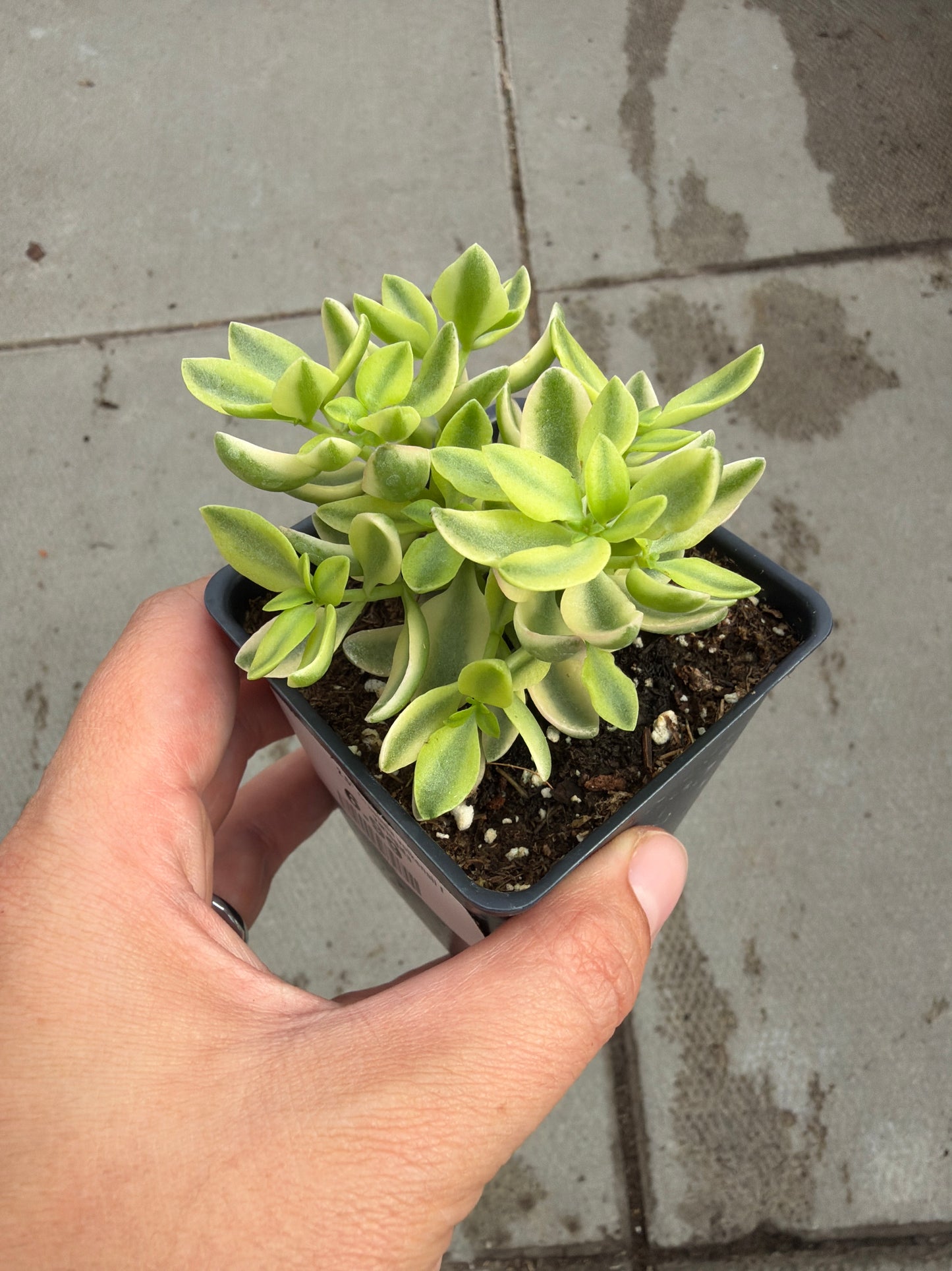 2.5" Crassula volkensii f variegata