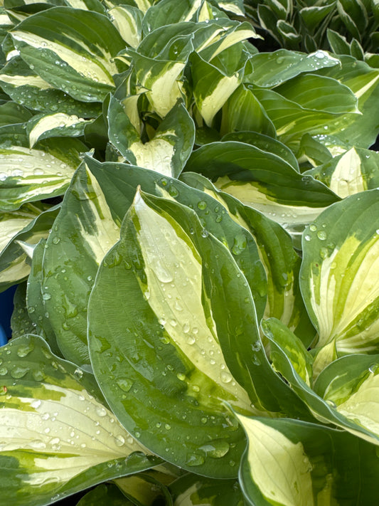 Hosta VULCAN (C) 5gal