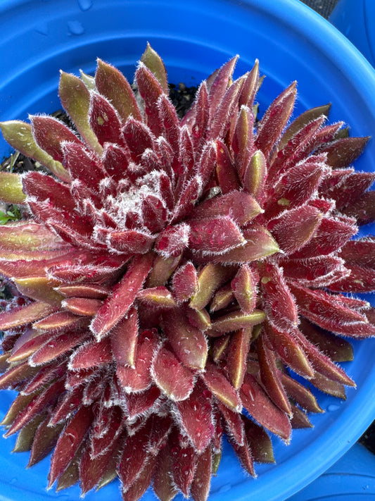 Sempervivum COSMIC CANDY (Chick Charms) 1gal