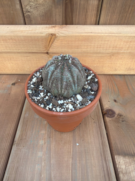 3" Euphorbia obesa