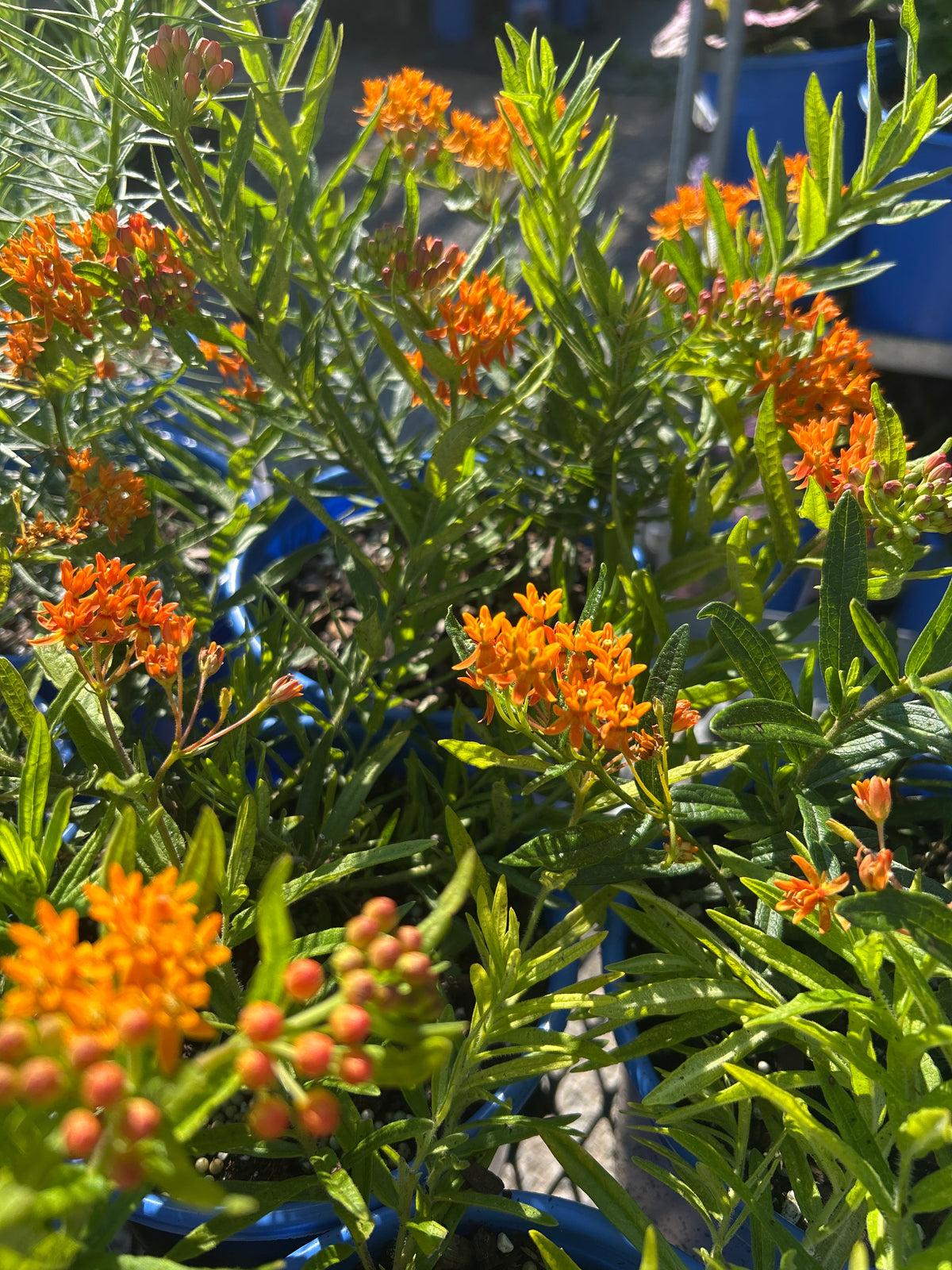 Butterfly Weed (Asclepias tuberosa) 1gal