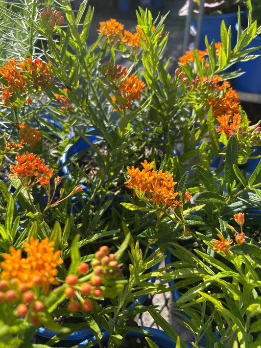 Butterfly Weed (Asclepias tuberosa) 1gal