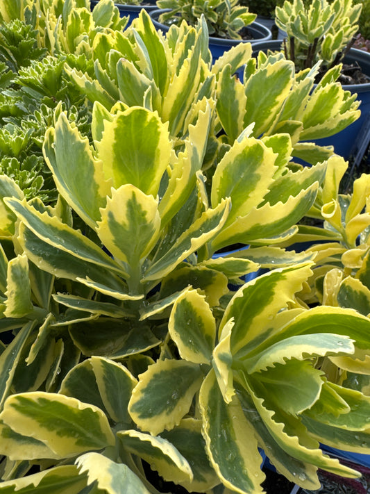 Sedum FROSTED FIRE 1gal