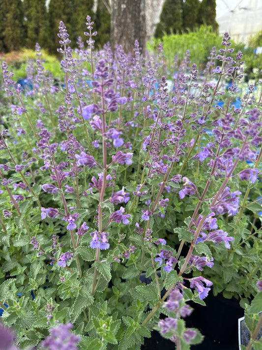Nepeta faasenii WALKER’S LOW 1gal