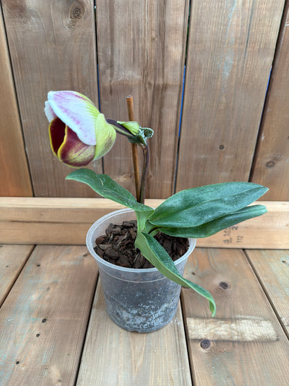 6" Paphiopedilum 'Wally's Weirdness'