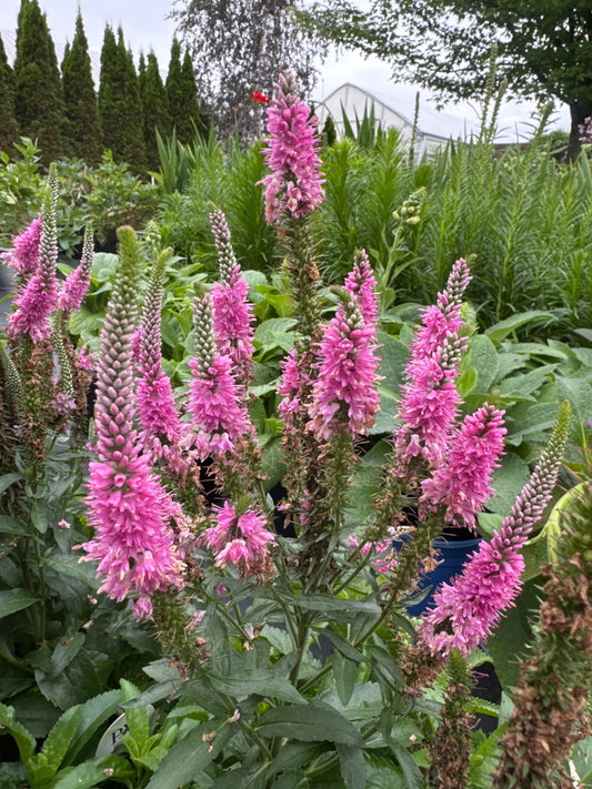 Veronica 'Magic Show Pink Potion' 1gal