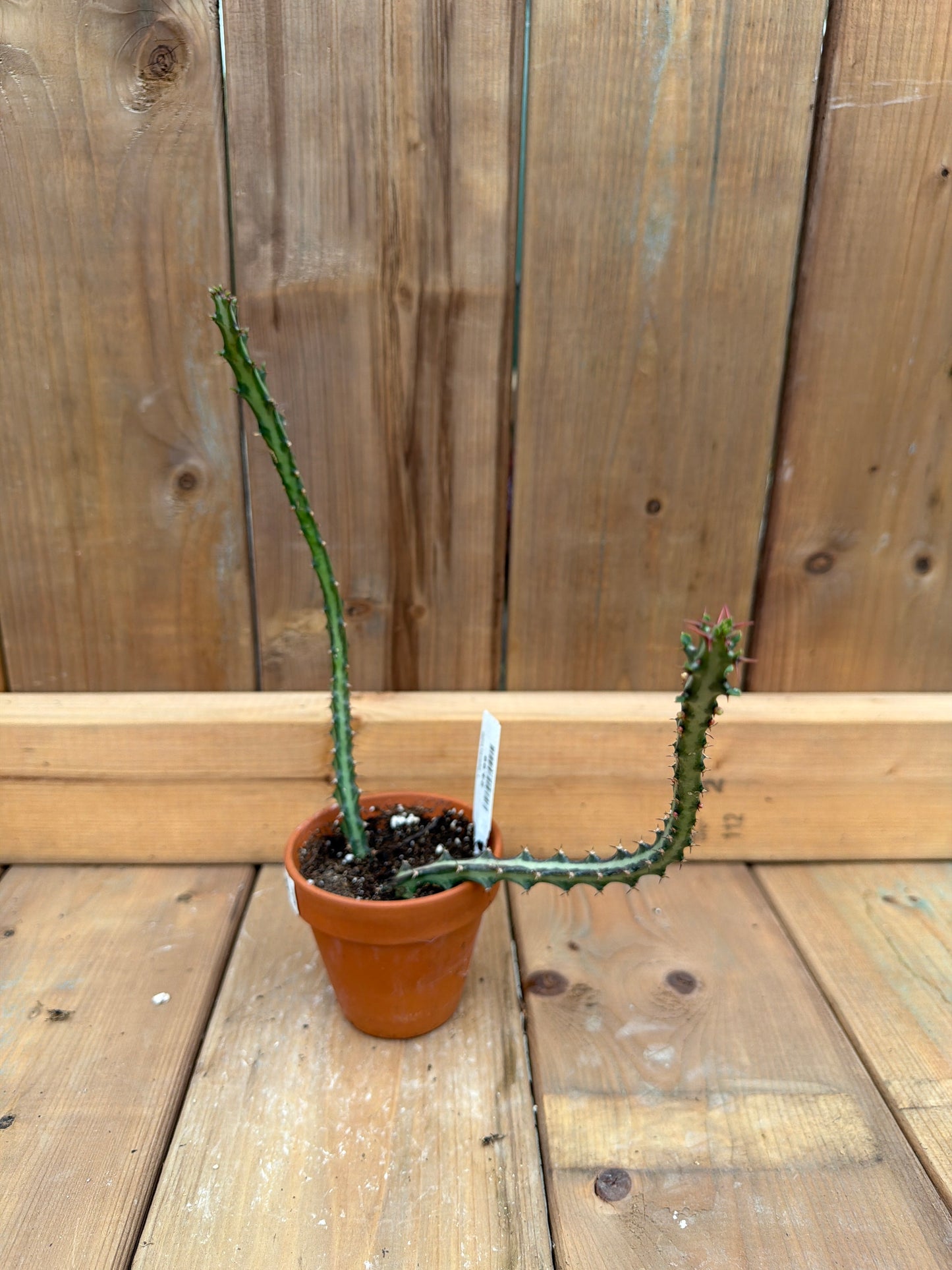 3" Euphorbia knuthii
