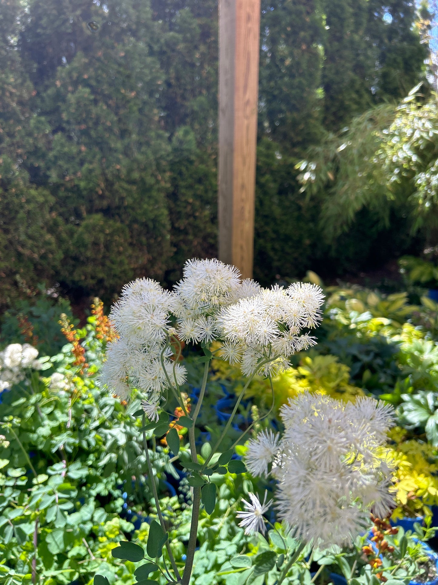 1gal Thalictrum a. COTTON BALL