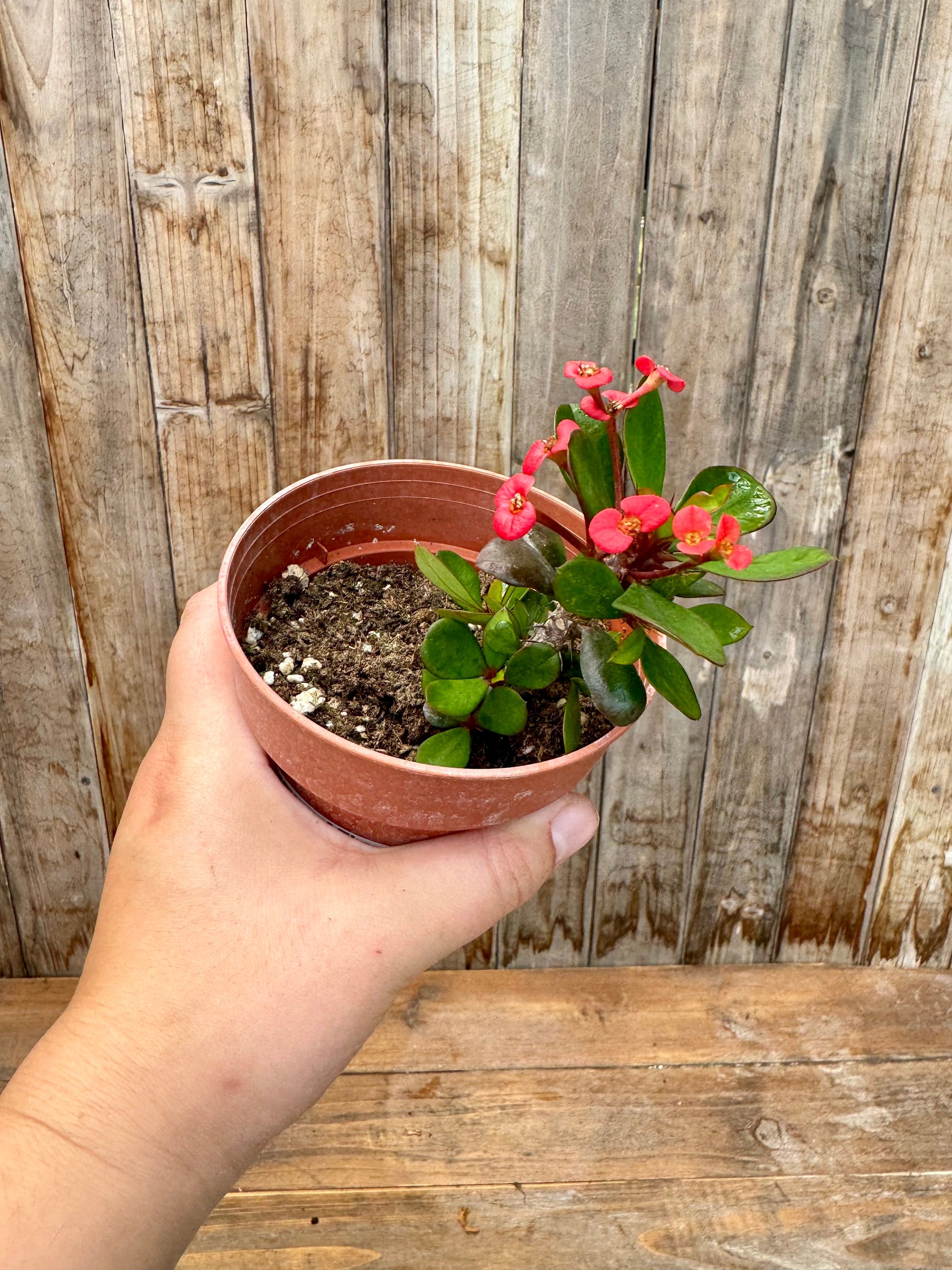 indoor plants with thorns Euphorbia Milii (Crown of thorns) (4”) – Springwater Garden Center
