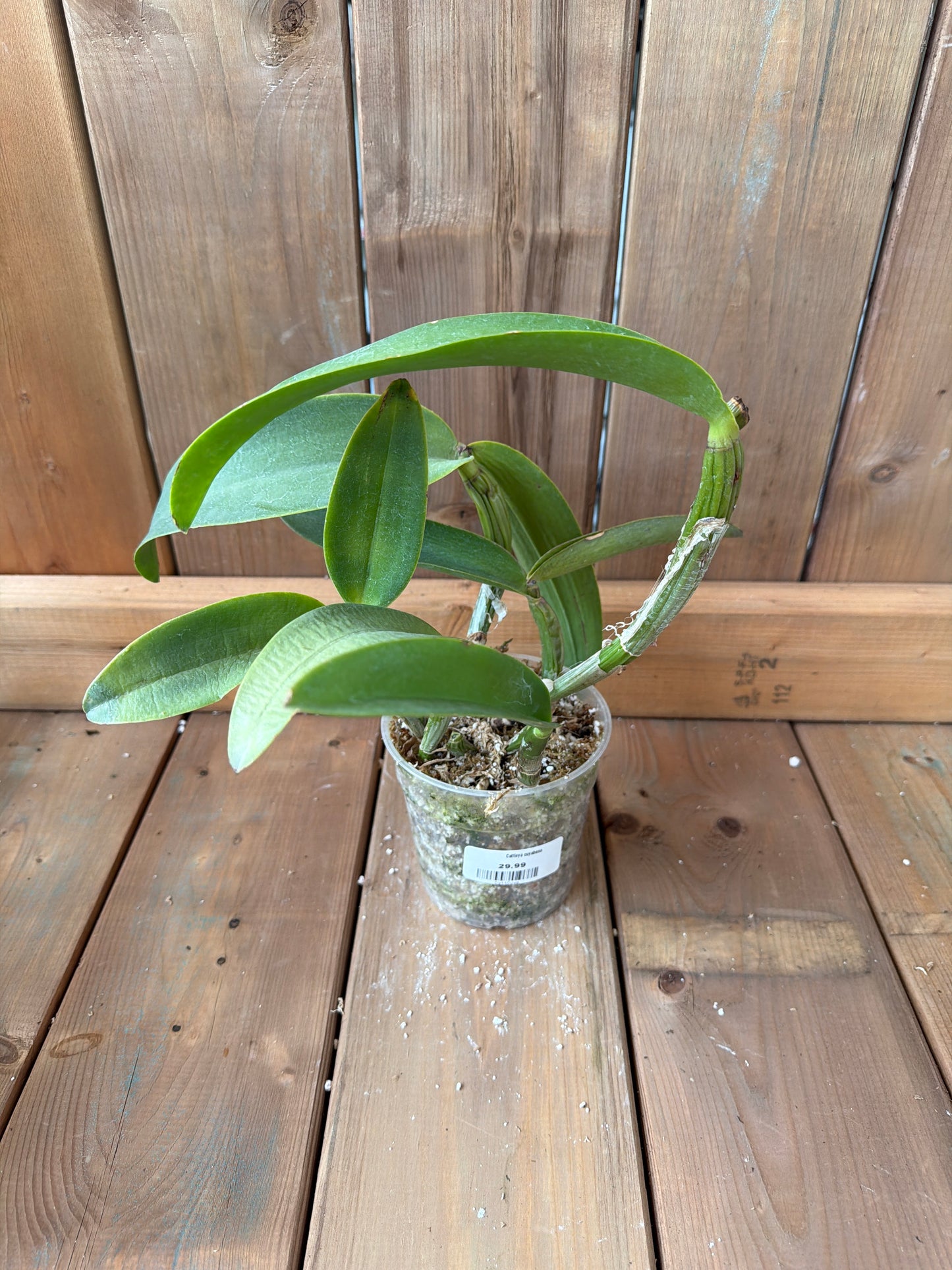 4.5" Cattleya cuyabeno