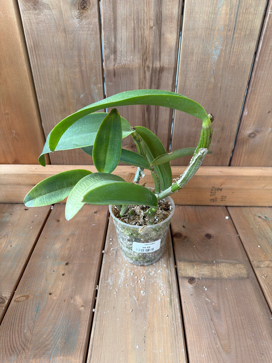 4.5" Cattleya cuyabeno
