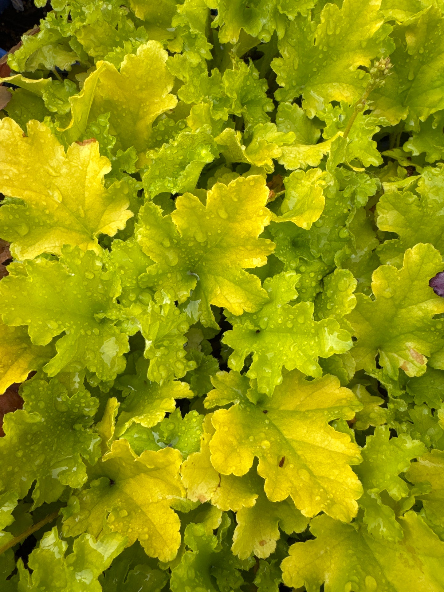 Heuchera LIME MARMALADE 1gal