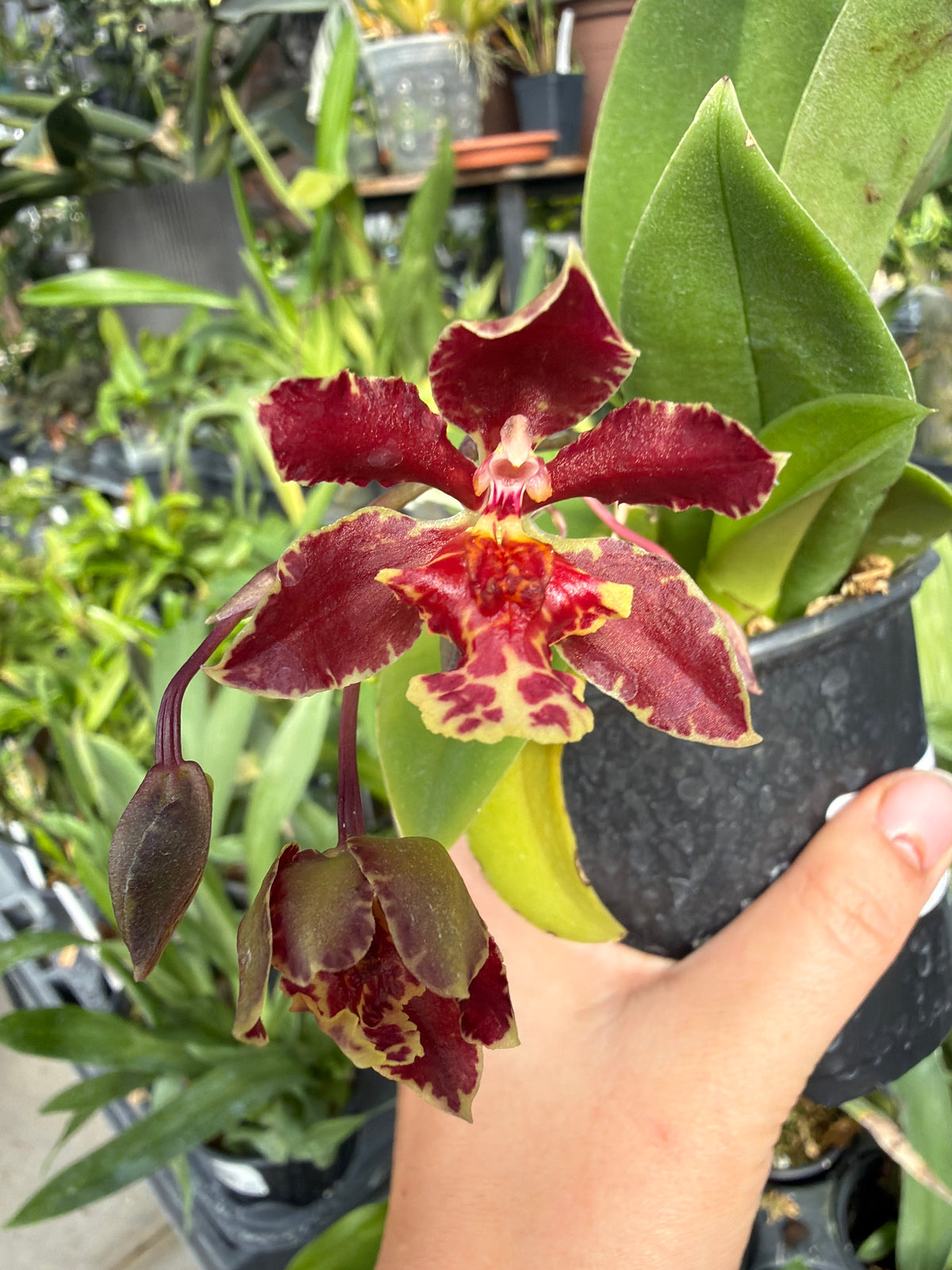 4" Trichocentrum Pepe Portilla