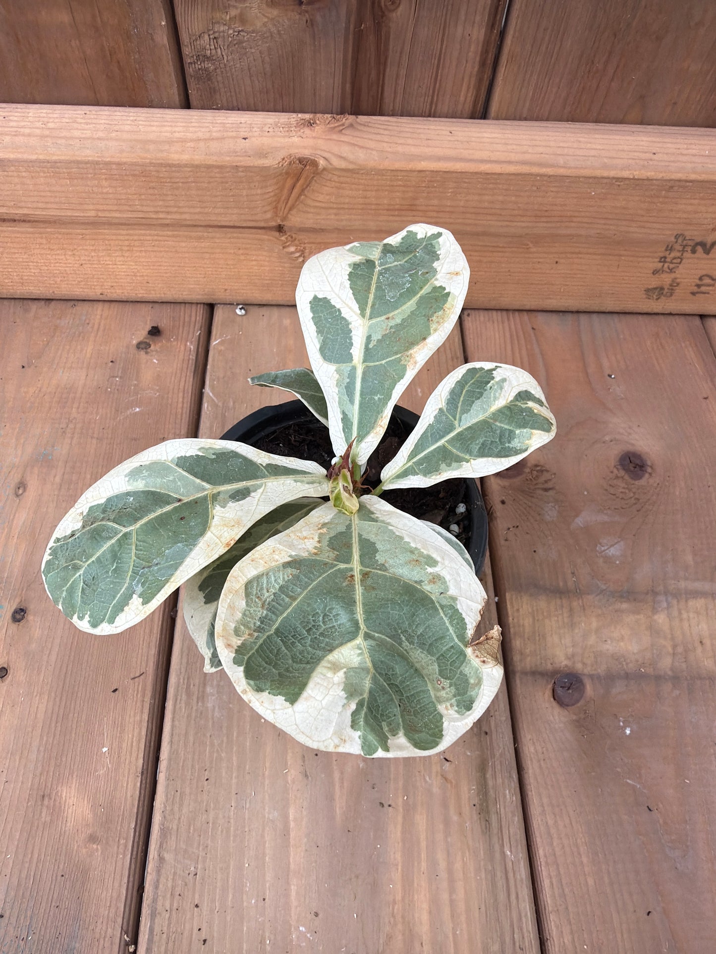 Ficus Lyrata Variegated 4"