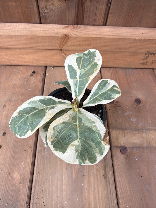 Ficus Lyrata Variegated 4"