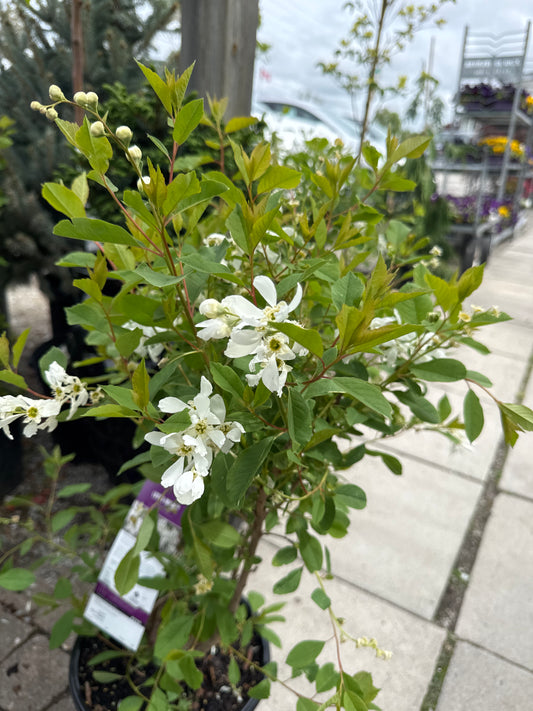 Exochorda m. LOTUS MOON (FE) 3gal
