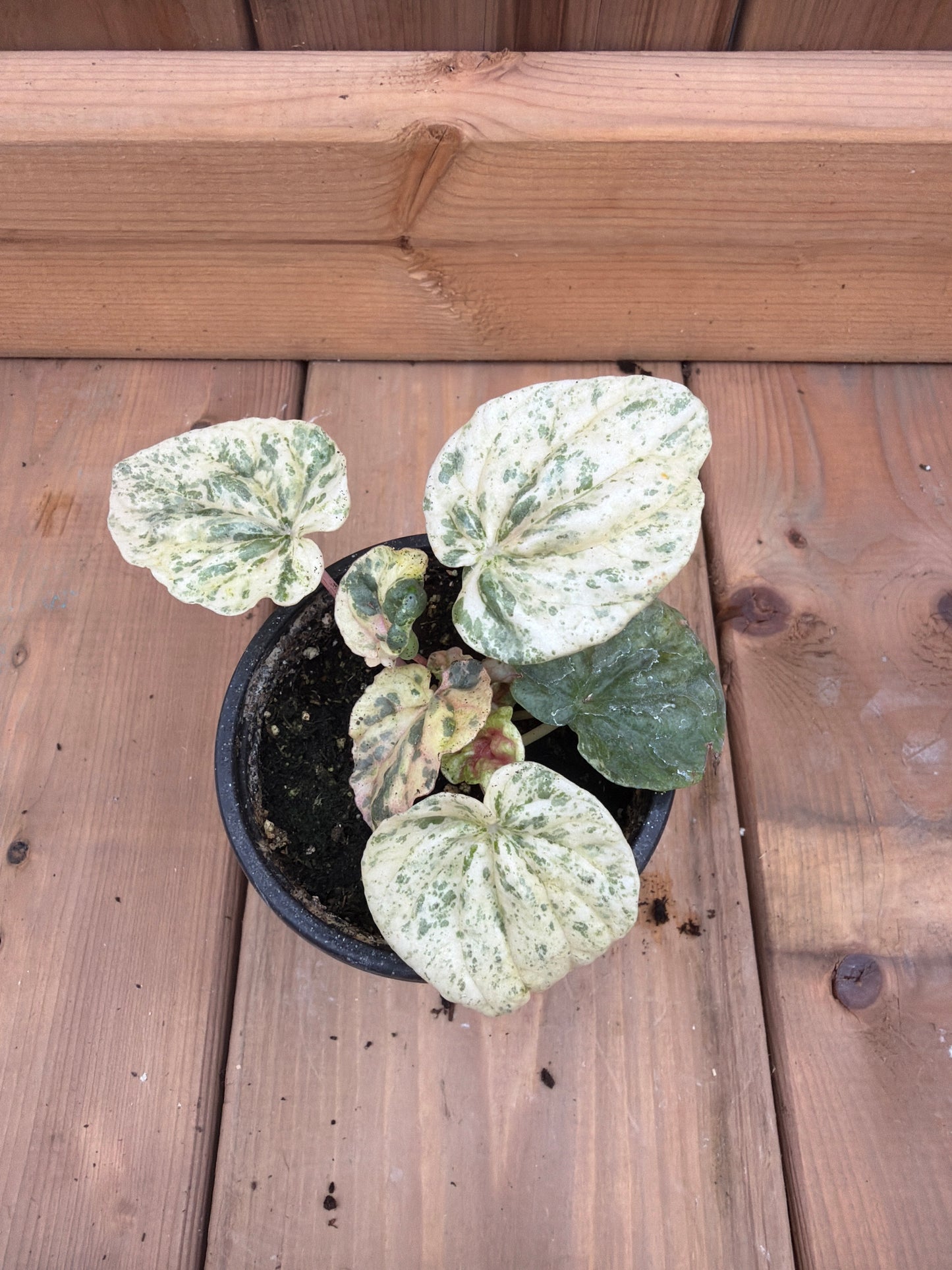 3.5" Peperomia Pink Lady