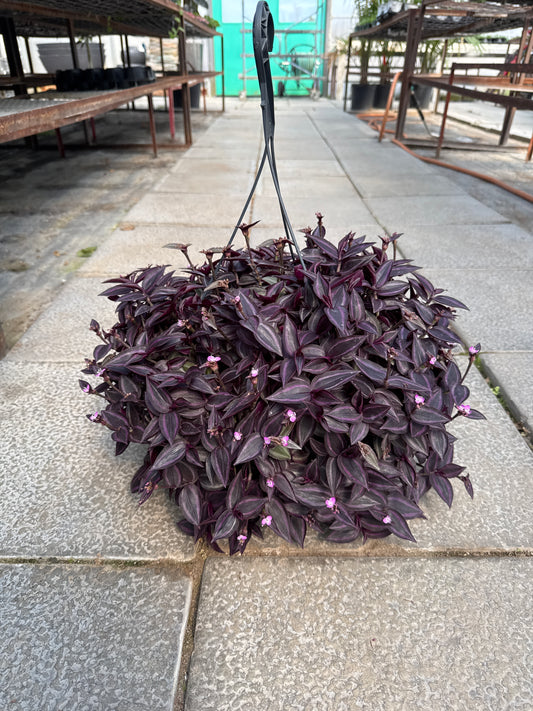 Tradescantia zebrina (10” HB, Local Pick Up Only)