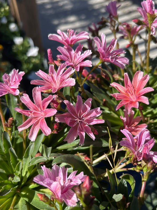 Lewisia l. LITTLE PLUM 1gal