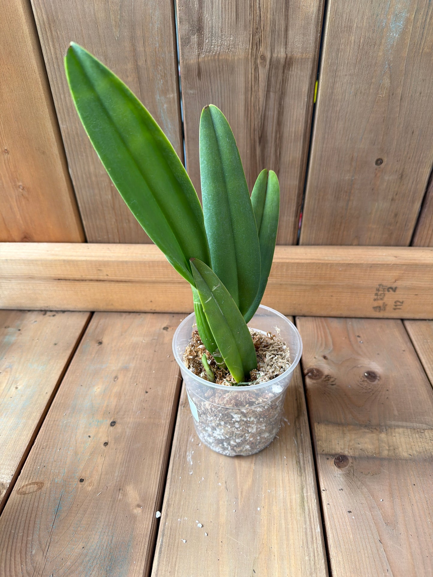 4.5" Rhycholaeliocattleya Napo