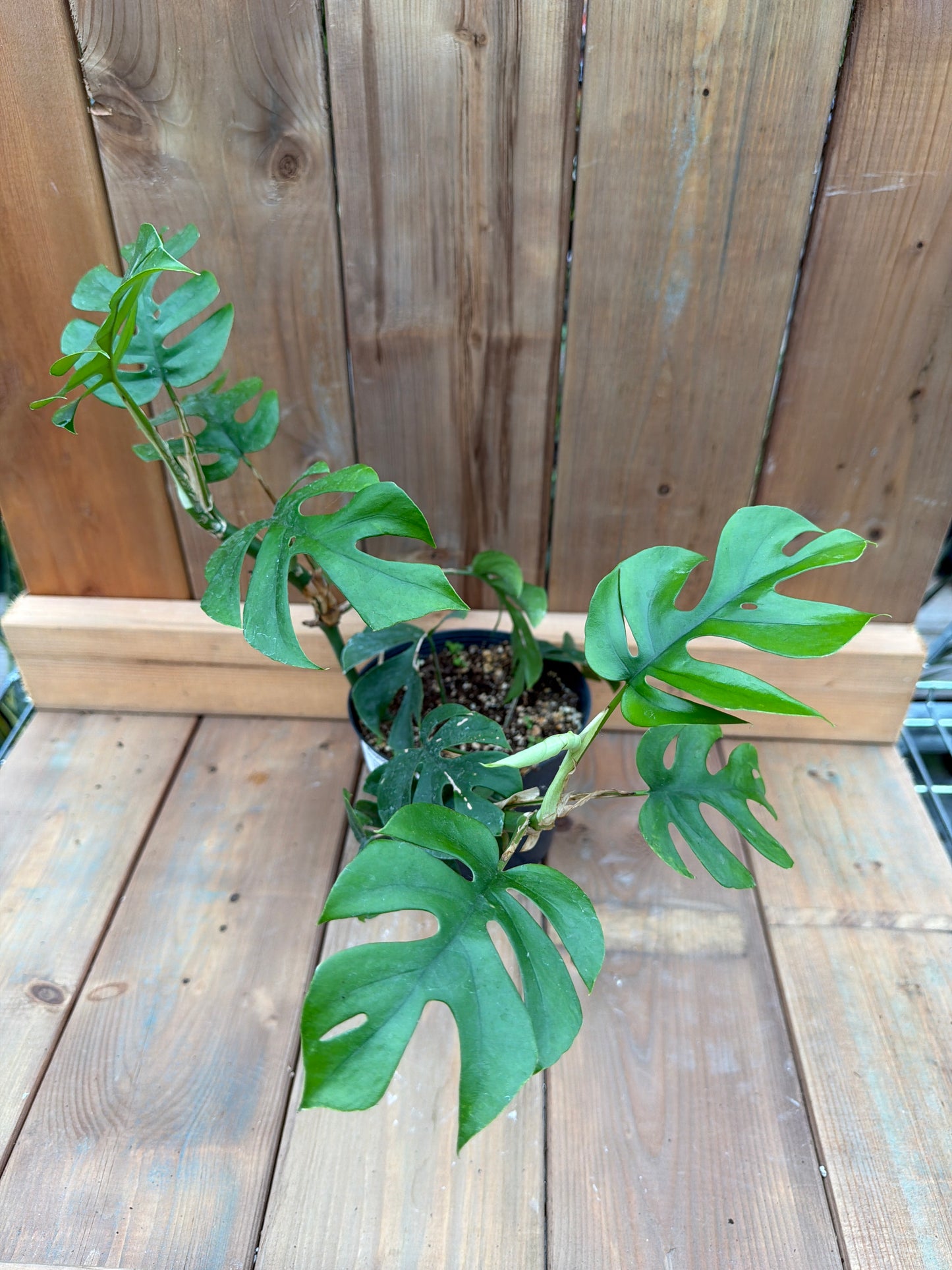 6" Rhaphidophora tetrasperma