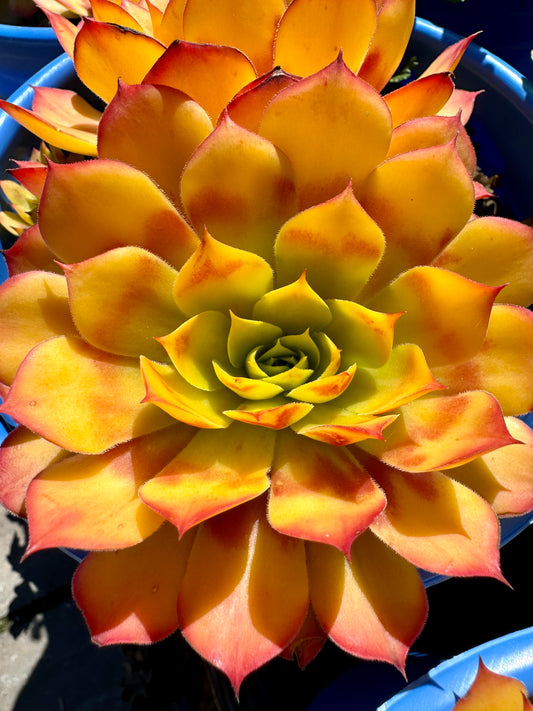 Sempervivum GOLD NUGGET (Chick Charms) 1gal