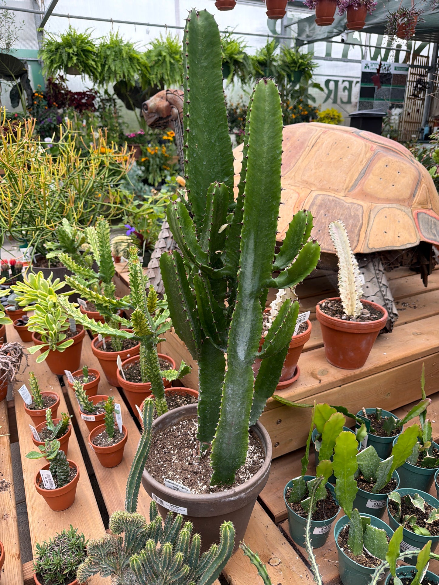 10” Euphorbia Trigona (LOCAL PICK UP ONLY)