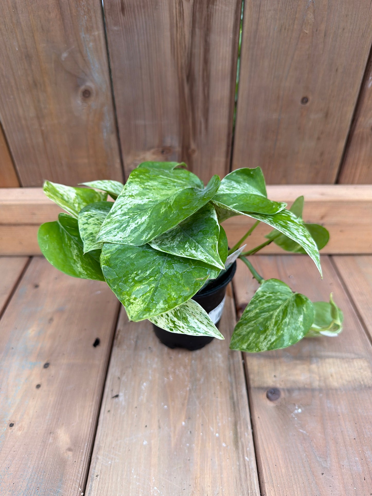 4" Pothos 'Marble Queen'