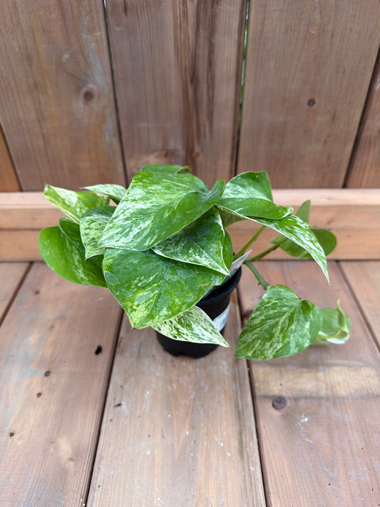 4" Pothos 'Marble Queen'