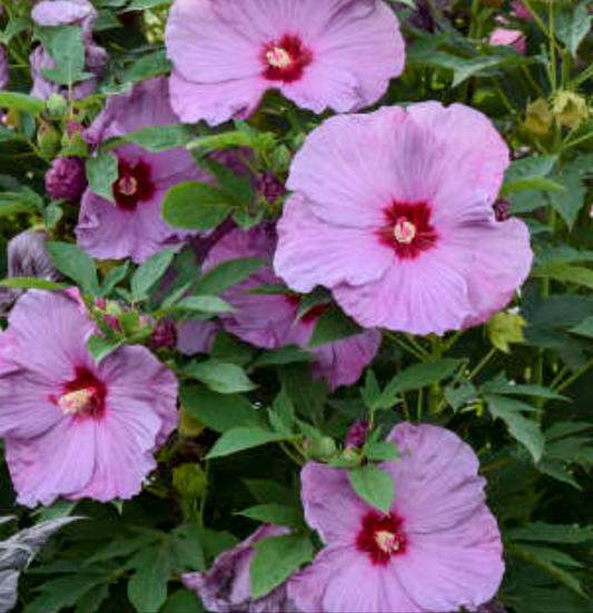 Hibiscus 'Lilac Crush' (PW) 2gal