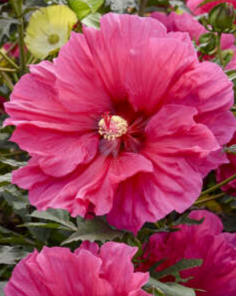 Hibiscus 'Watermelon Ruffles' 2gal
