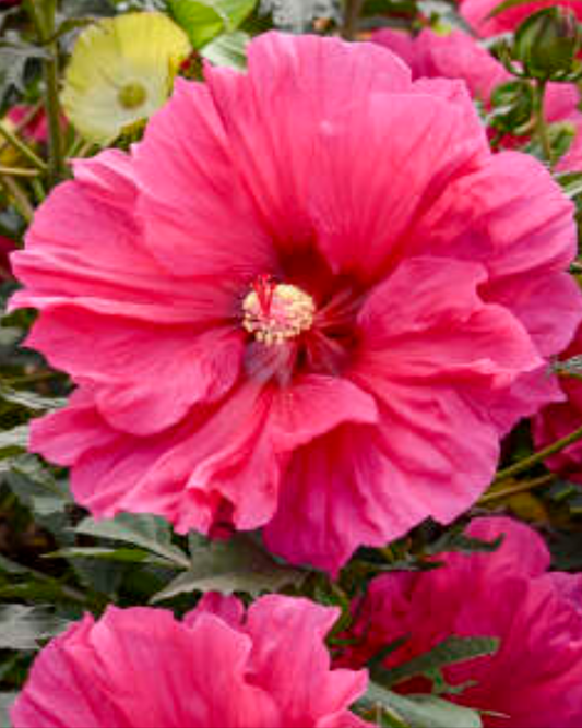Hibiscus 'Watermelon Ruffles' 2gal