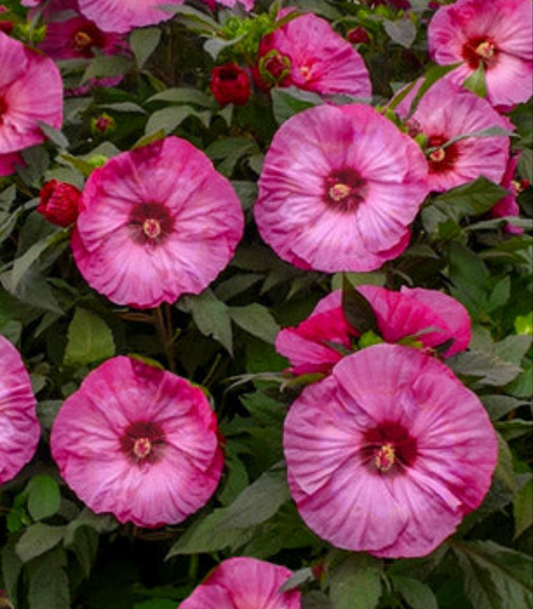 Hibiscus 'Inner Glow' 2gal