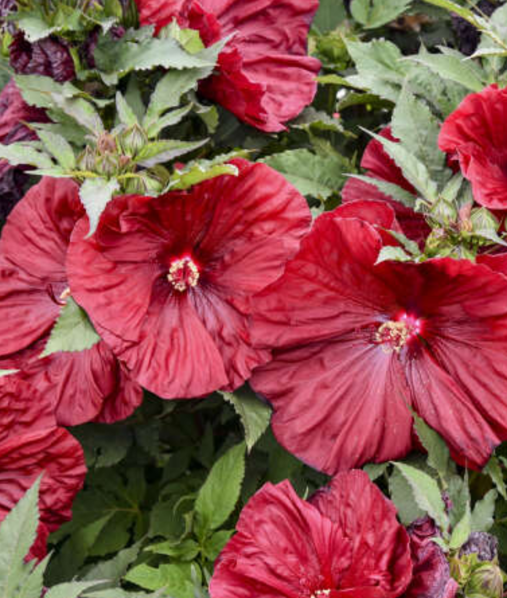Hibiscus 'Blackberry Merlot'