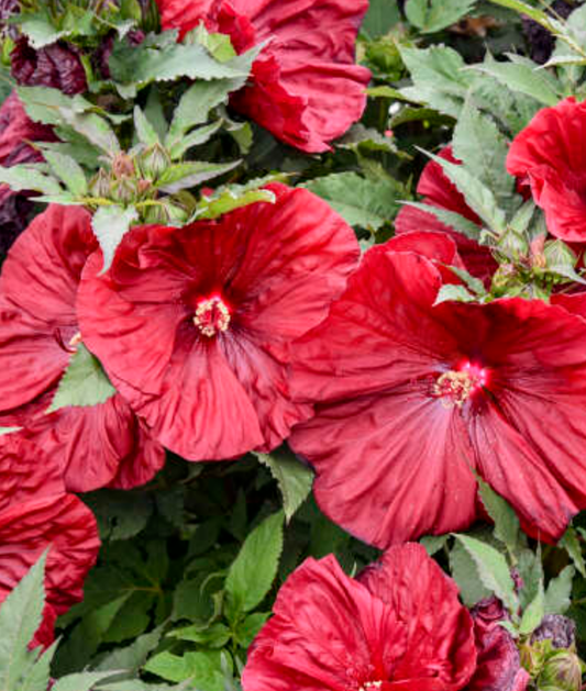 Hibiscus 'Blackberry Merlot'