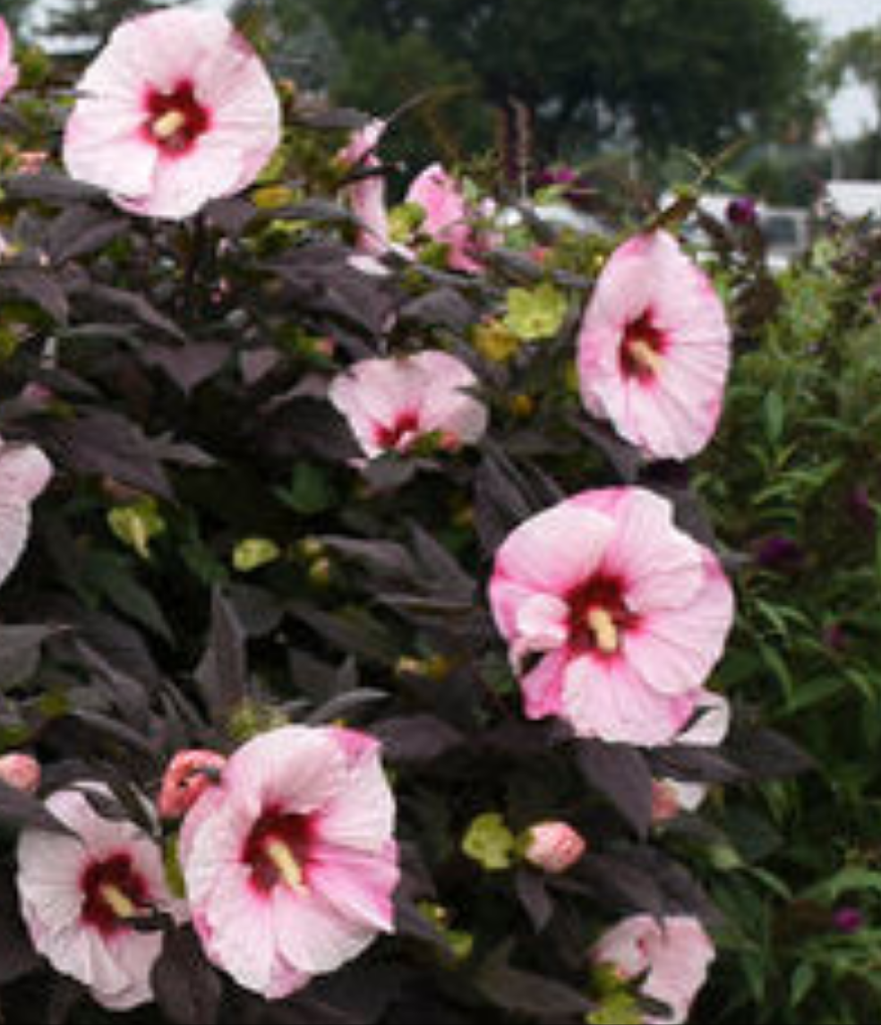 Hibiscus 'Perfect Storm' (PW) 2gal