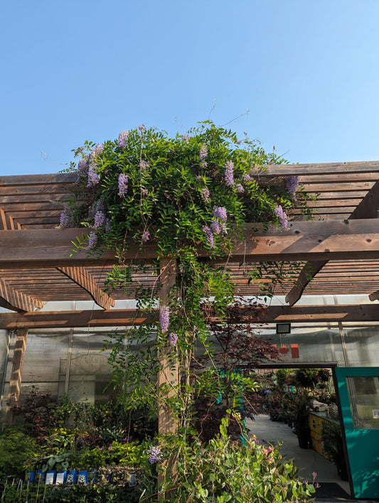 Blue Moon Wisteria