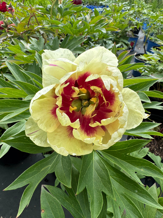 Intersectional Peony ‘Callie’s Memory’